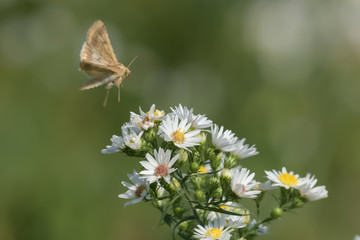 Close-Up of a Butterfly and a Flower