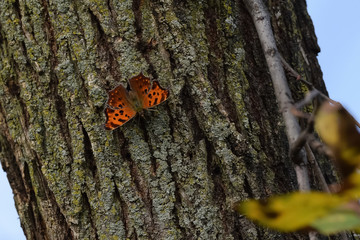 Close-Up of a Butterfly Landed on Tree Trunk