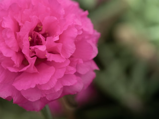 Beautiful portulaca grandiflora, Closeup pink flower portulaca oleracea