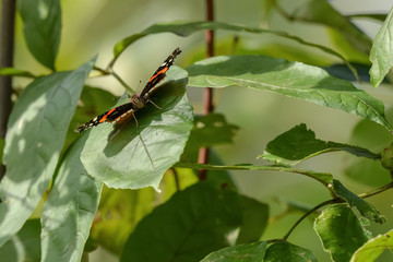 Close-Up of a Butterfly Landed on a Green Leaf