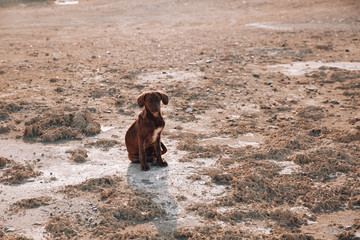 Lonely dog on the sand