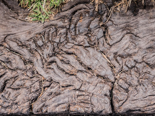 corteza textura arbol