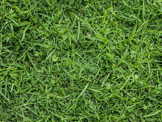 pasto textura natural