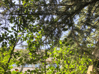 Brick wall decorated with green foliage in the city cafe. Tourists in a cafe
