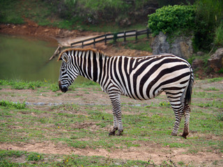 Fototapeta na wymiar View of one zebra