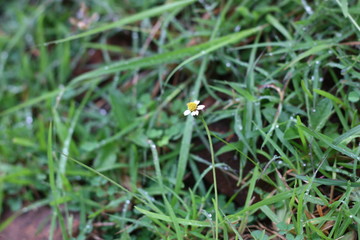 grass flower in yard