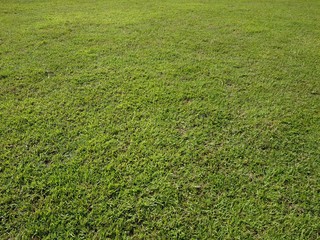 green plant background in the morning