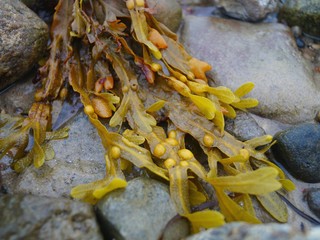 seaweed