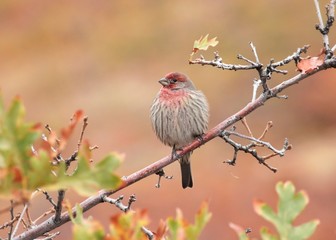 House Finch Perched along a Diagonal Branch in Autumn