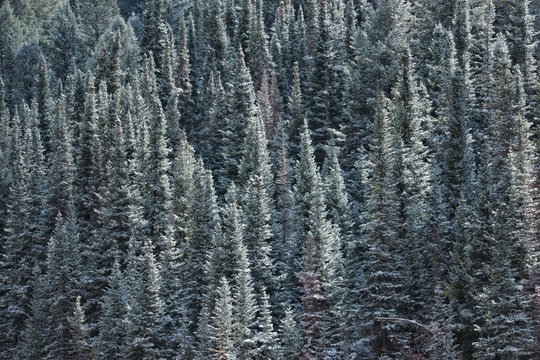 Looking up the snowy hillside into the pine forest