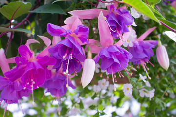 Hanging Fuchsia Flowers Basket