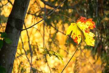 Obraz premium Fall Leaves on Branch