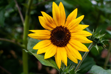 Sunflower with rain on it
