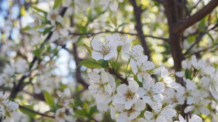 Obraz premium White flowers of the cherry blossoms on a spring sunny day wide image