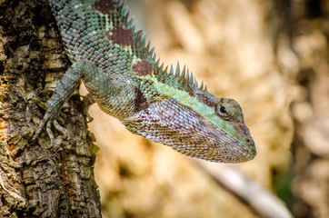 Close-up Chameleon(King Gan) on tree