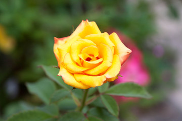 Rose in the garden
