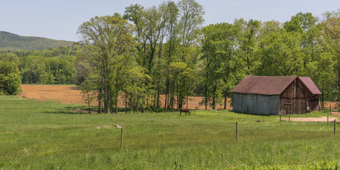 Obraz na płótnie Canvas Traditional New England farm scene in springtime with barn and horse