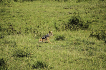 Jackal Hiding in the Grass Waiting to Feed on an Animal Carcass in the African Savannah of the Masai Mara National Reserve in Kenya