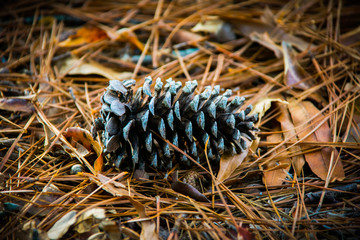 pine cone on a tree
