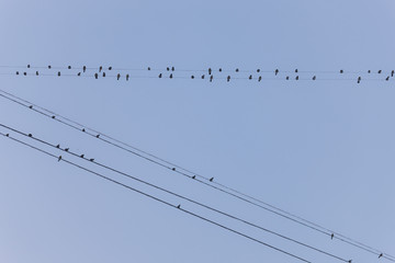 flock of birds