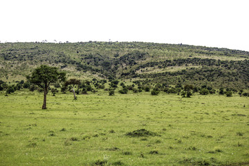 Small Trees Dot the African Savannah with a Hill in the Horizon in the Masai Mara National Reserve in Kenya