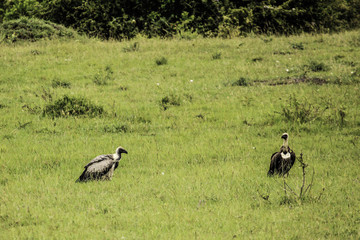 Obraz na płótnie Canvas Two African White-Backed Vultures Waiting to Feed on an Animal Carcass in the African Savannah of the Masai Mara National Reserve in Kenya