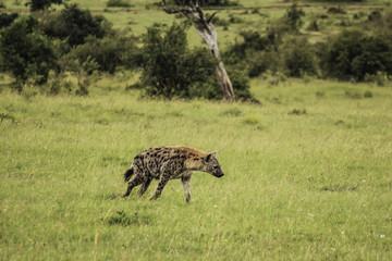 Naklejka na ściany i meble Hyena Walking in the Tall Grass of the African Savannah of the Masai Mara National Reserve in Kenya