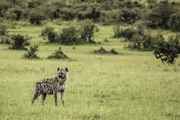 Naklejka na ściany i meble Hyena Standing Alone and Watching the Horizon in the Masai Mara National Reserve in Kenya