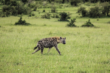Naklejka na ściany i meble Profile of Hyena Waiting to Feed on an Animal Carcass in the Masai Mara National Reserve in Kenya