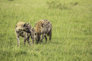 Fototapeta premium Two Hyenas Waiting Together to Feed on an Animal Carcass in the Masai Mara National Reserve in Kenya