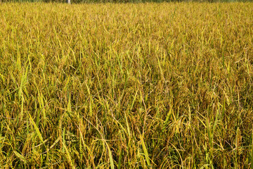 Rice Fields
