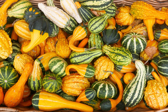 An all over colorful background of orange and green striped gourds