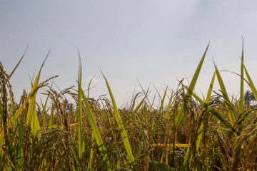 Rice Fields