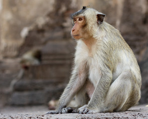 Lopburi Monkey