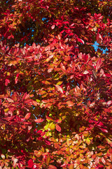 Fototapeta na wymiar Vibrant fall color as a nature background, red, yellow, orange, and green leaves on a deciduous tree, close-up 