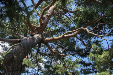 The Branches of a Pine Tree