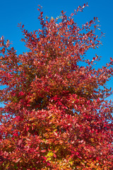 Vibrant fall color, red, yellow, orange, and green leaves on a deciduous tree against a blue sky
