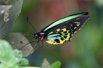 Bright Green and Yellow Butterfly