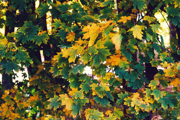 autumn maple leaves . Early autumn