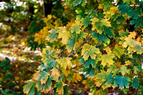 autumn maple leaves . Early autumn