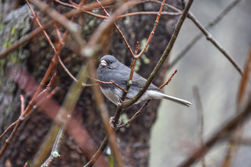 sparrow on branch