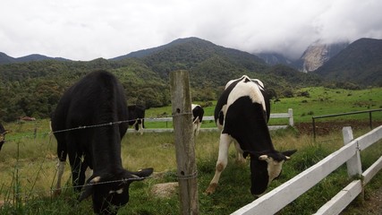 Desa Dairy Cattle Farm in Kundasang