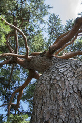The Branches of a Pine Tree