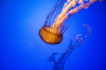 jellyfish in water