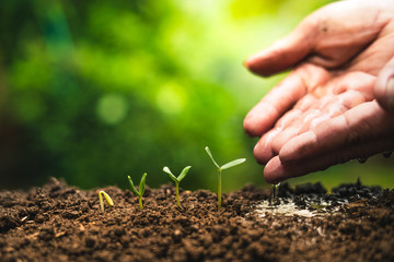 Planting trees.Tree growth,Seedling In nature Green and gold