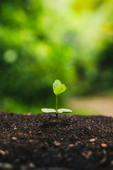 Planting trees.Tree growth,Seedling In nature Green and gold