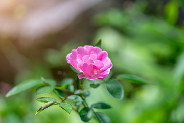 Gertrude Jekyll Rose or Pink Rose in Garden.