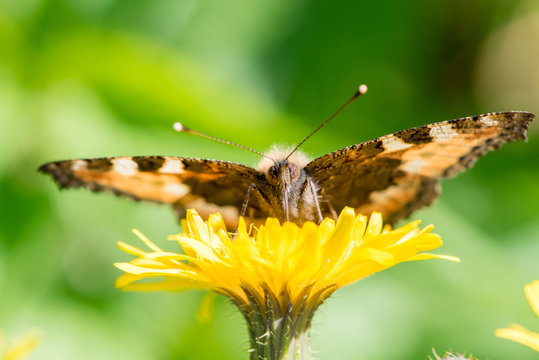 Fototapeta Beautiful butterfly hives gathers nectar from a dandelion flower in summer