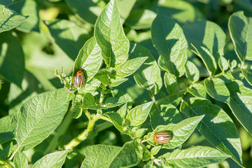 Insect pest Colorado beetle eats green leaves of potatoes in a summer garden