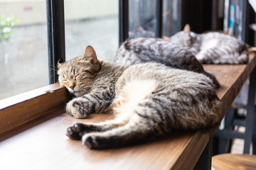 A Sleeping cat face closeup